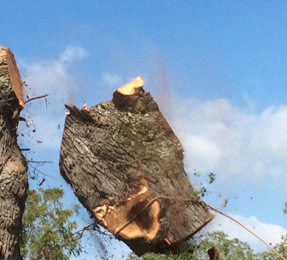 Tree removal services