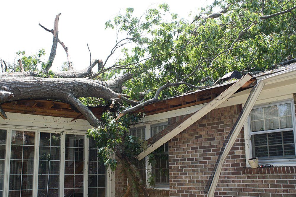 Tree removal services