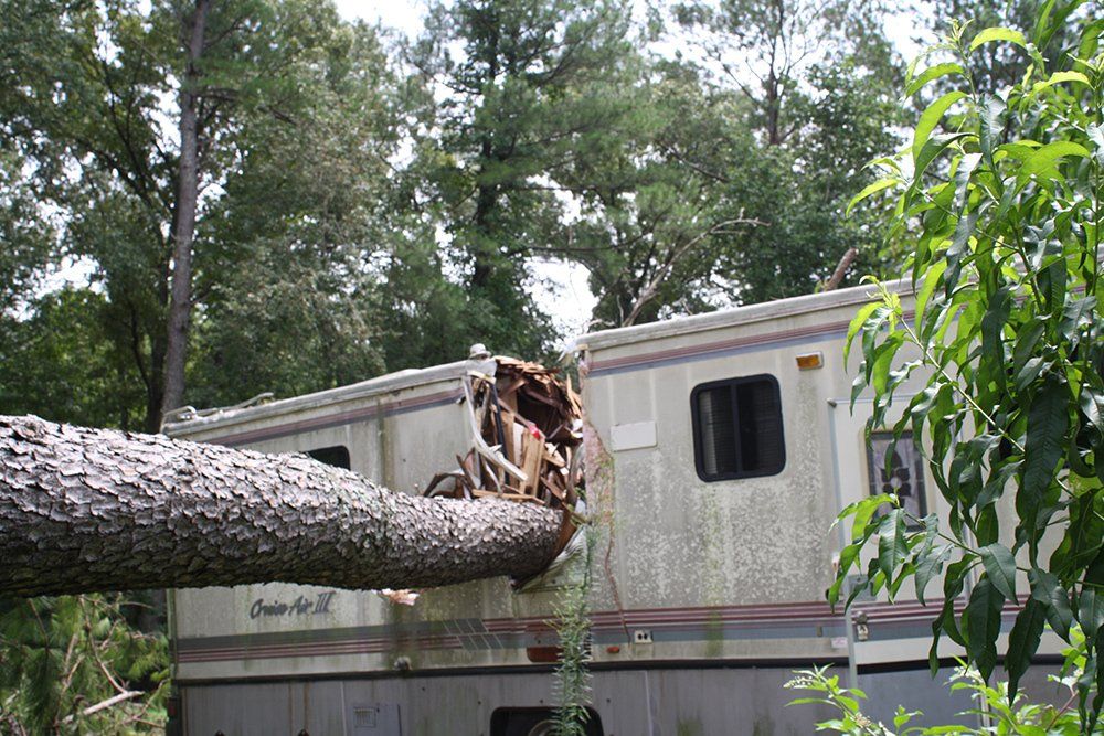 Tree removal services