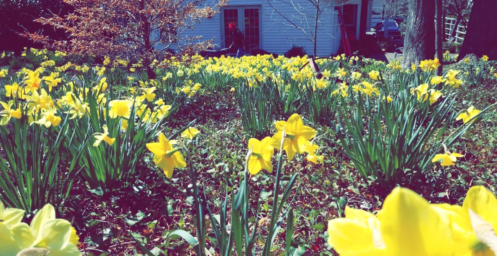 A large field of yellow daffodils in full bloom with a blurred house in the background.