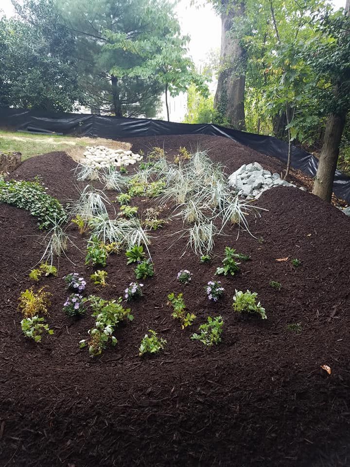 A garden bed with young green and silver plants, wood mulch, and stone accents in a sloped, wooded backyard setting.
