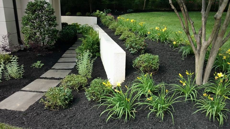 A garden path with pavers leading to a white wall, surrounded by shrubs, yellow daylilies, and dark mulch.