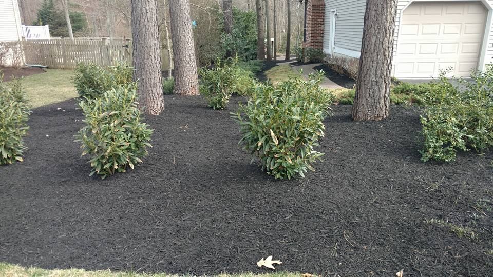 Fresh dark mulch covers a yard garden bed with several evergreen shrubs and pine trees in front of a residential house.