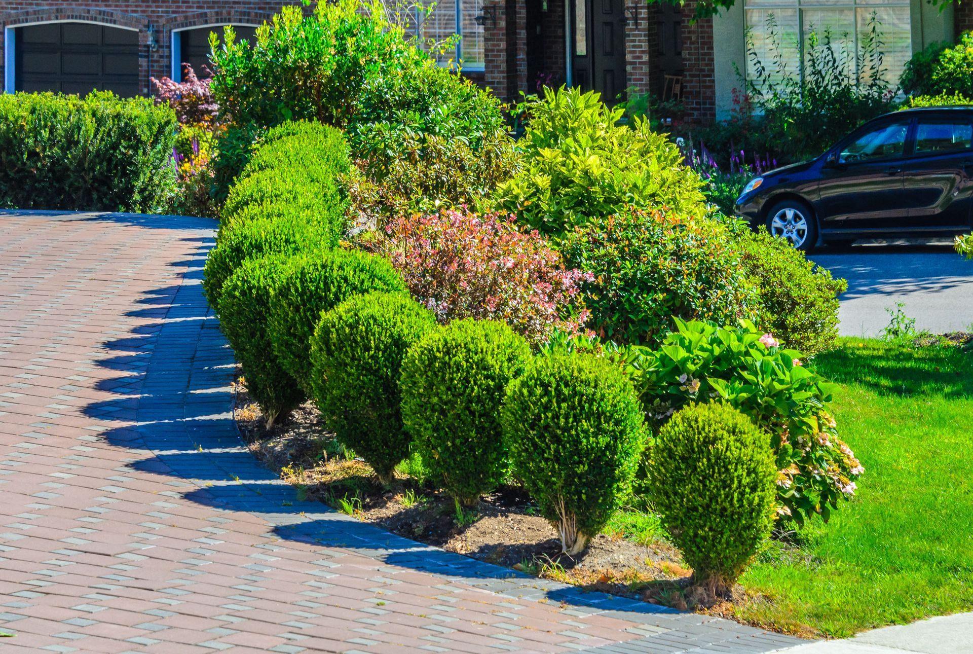 A row of neatly trimmed, globe-shaped green bushes lines a brick driveway next to a grassy lawn and a parked black car.