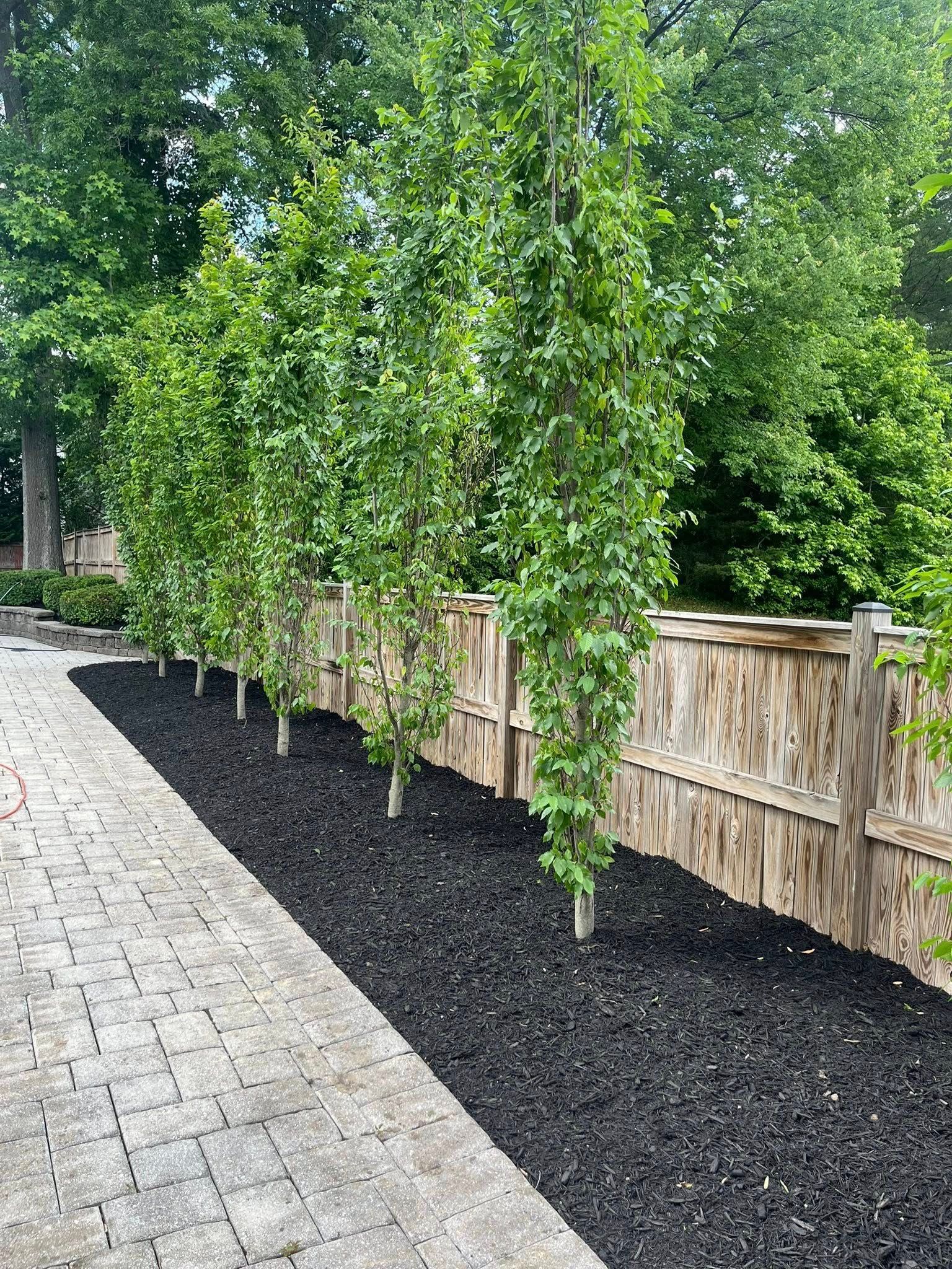 A row of slender trees planted in black mulch next to a cobblestone path and a weathered wooden fence.