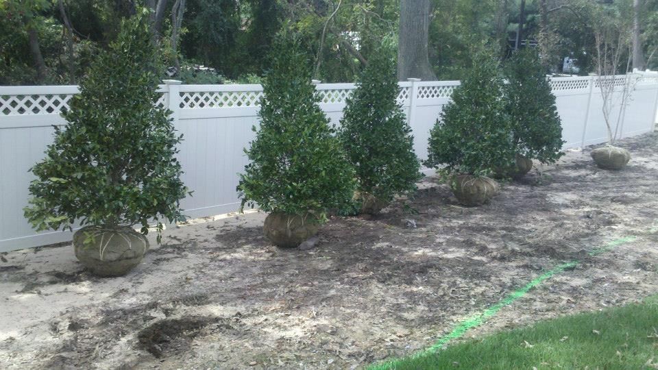 Five conical evergreen trees with balled-and-burlapped roots stand in a row in front of a white vinyl lattice fence.