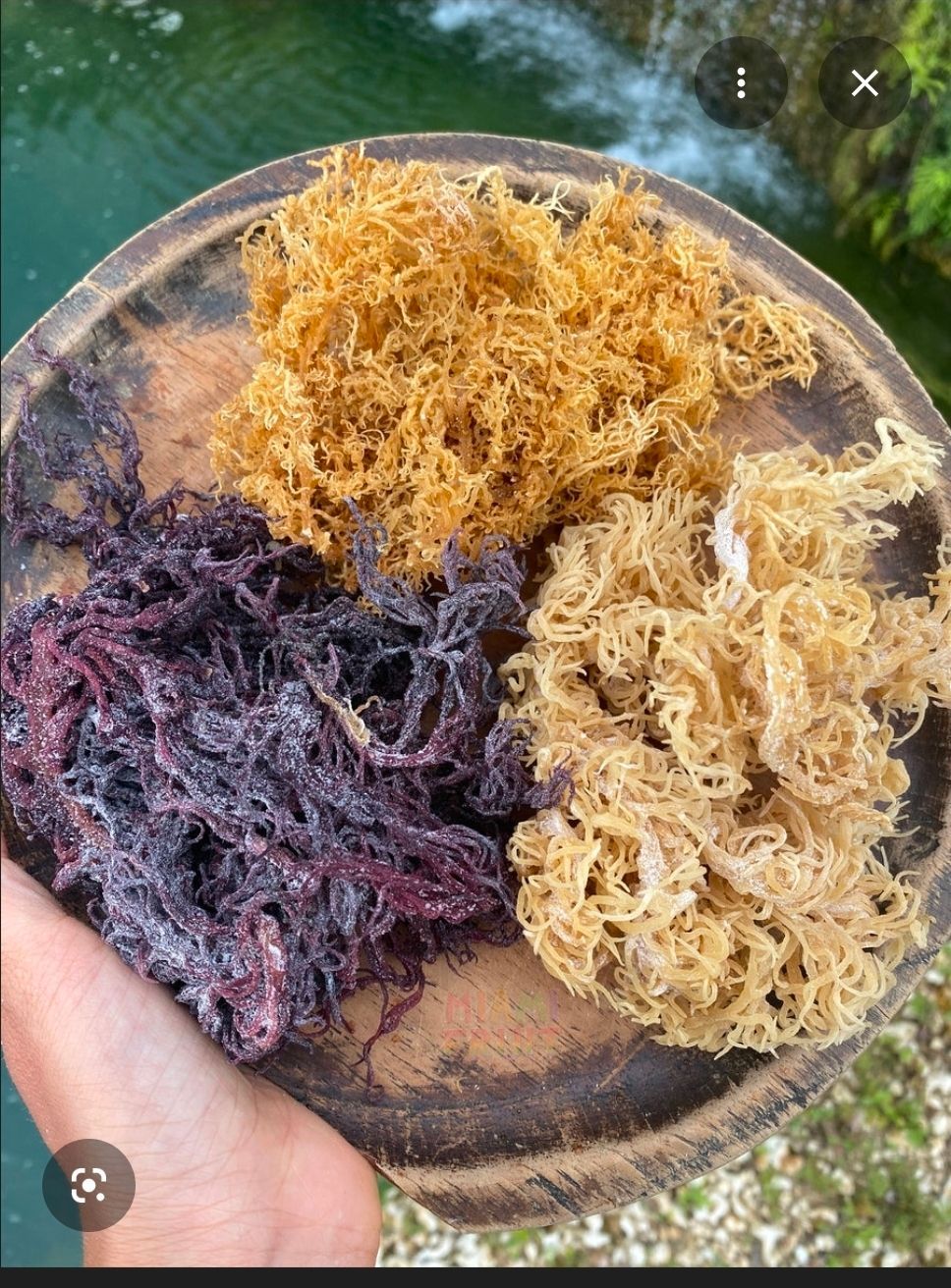 White bowl filled with red seaweed, set on a wooden surface