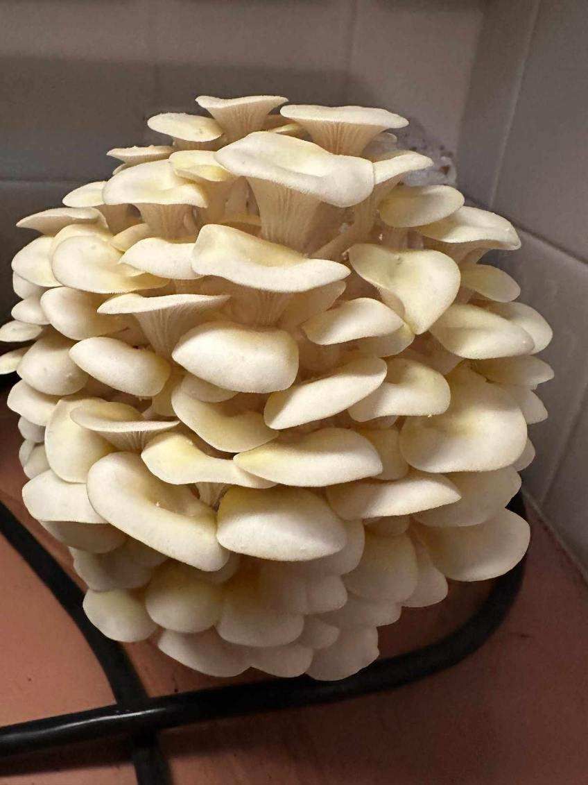 A bunch of white mushrooms are growing on a table.