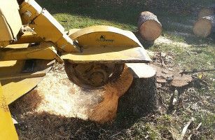 safe stump removal