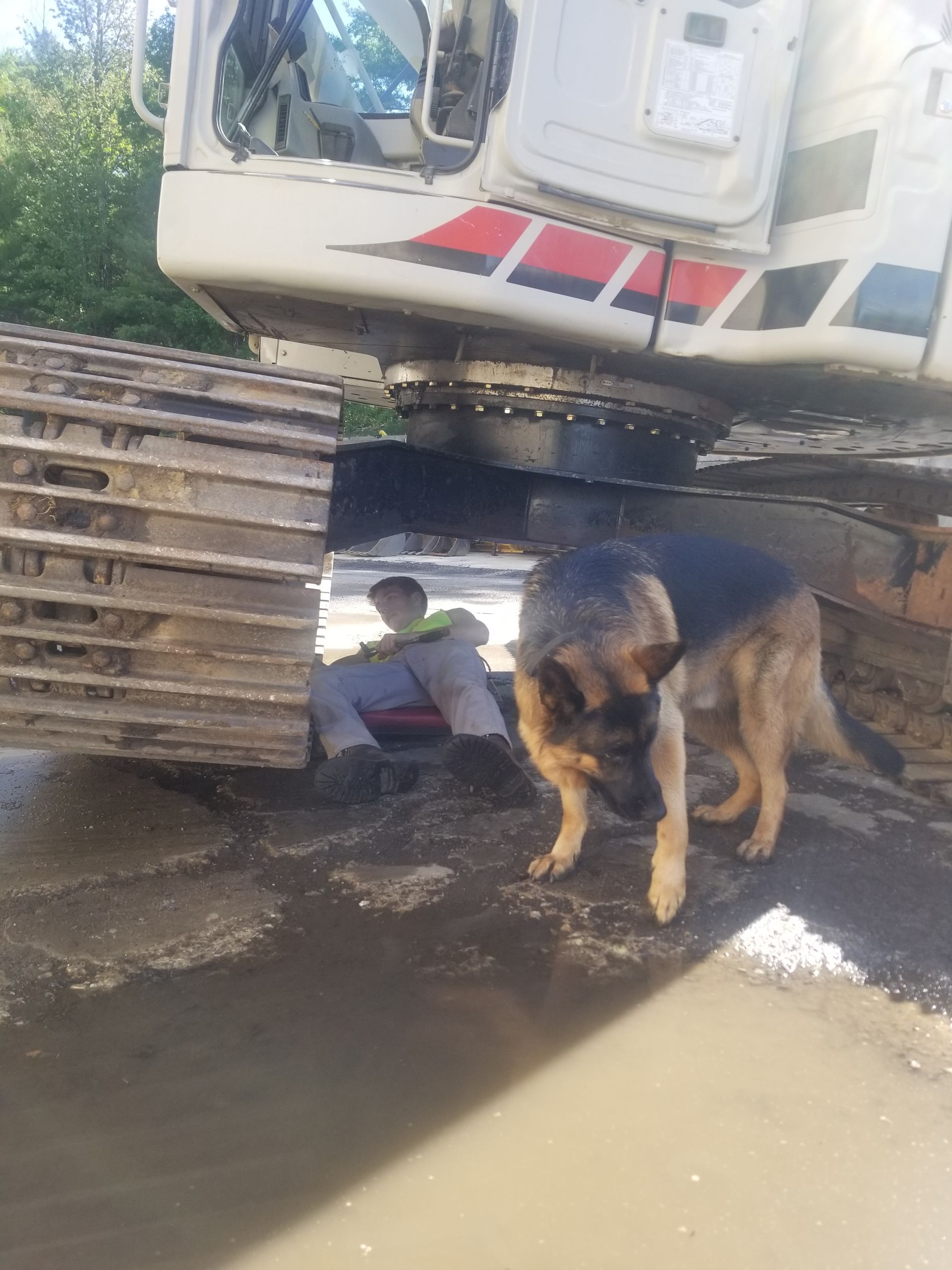 A German Shepherd stands near a man working under a large construction vehicle. The man is wearing a reflective vest.