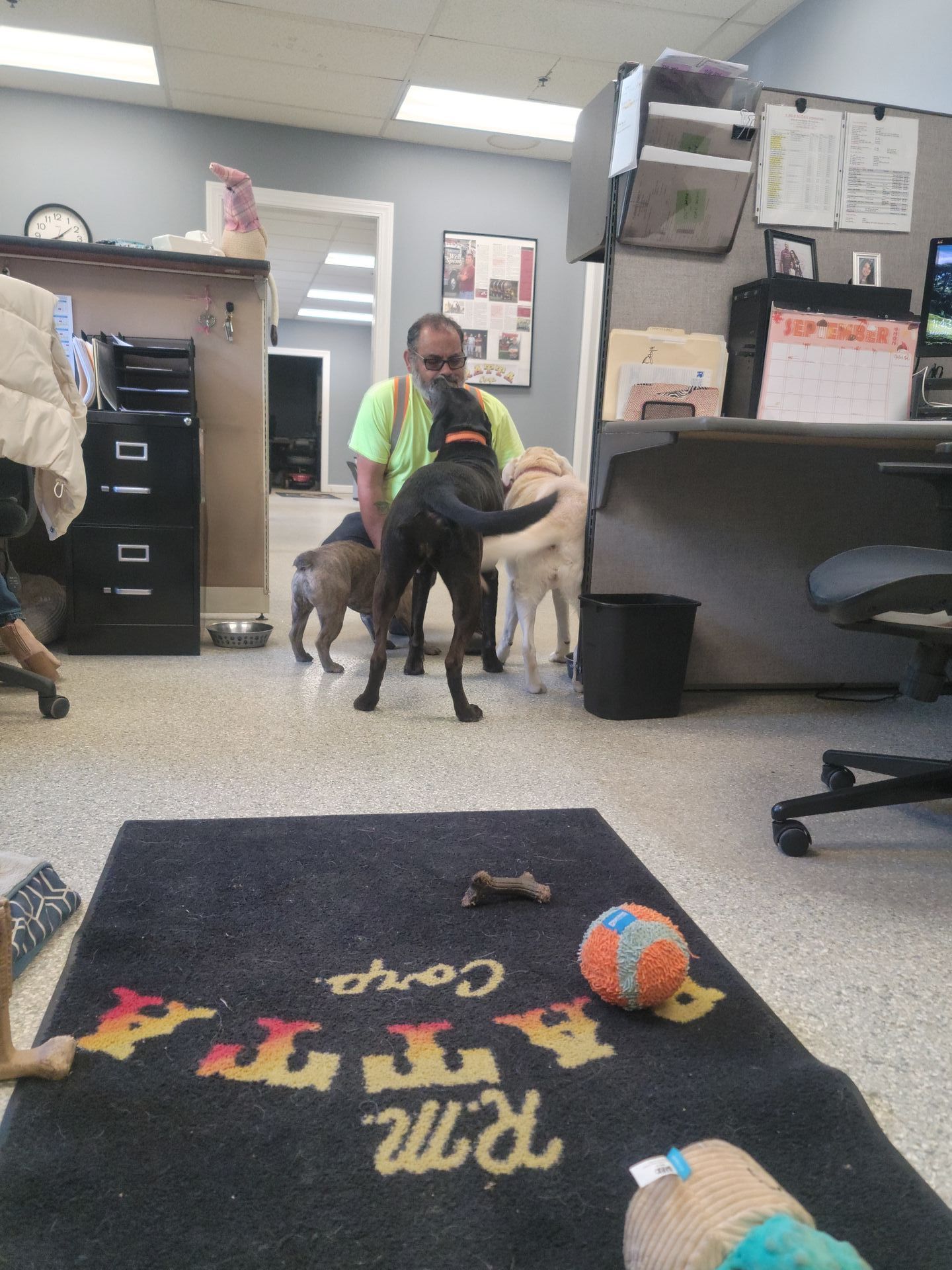 Man petting several dogs in an office. A black dog is the focus, with a tan and gray dog nearby. A rug and office cubicles are also visible.
