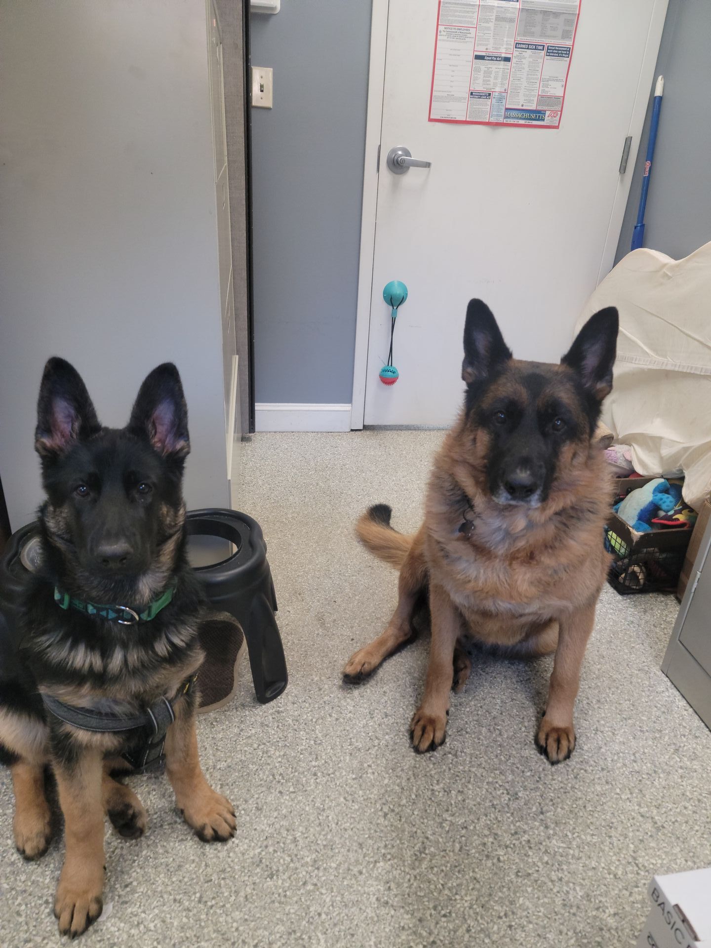 Two German Shepherds sitting, one black and brown, the other brown. Inside a room with a door and a step stool.