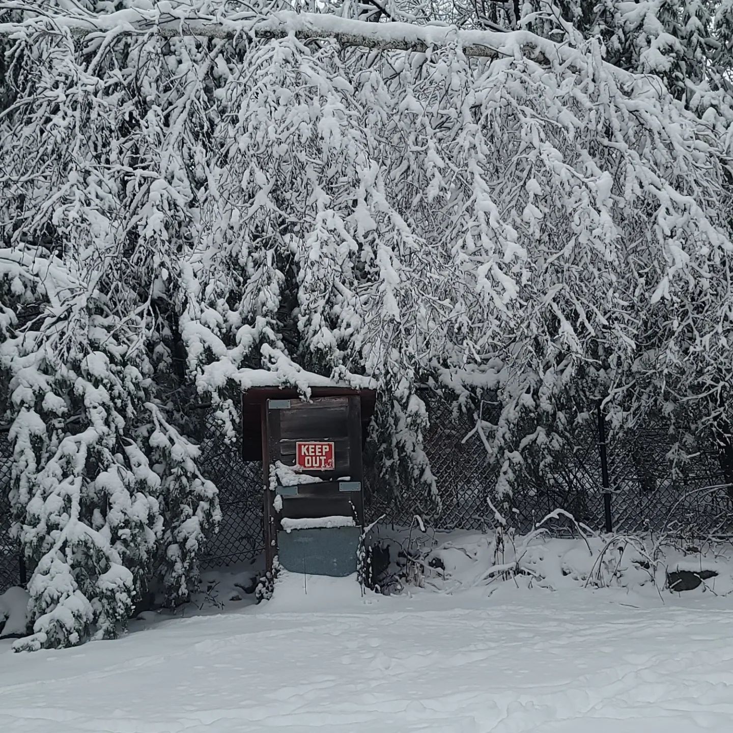 Snow-covered trees and a wooden utility box in a snowy outdoor setting. The box has a warning sign and sits on a concrete base.