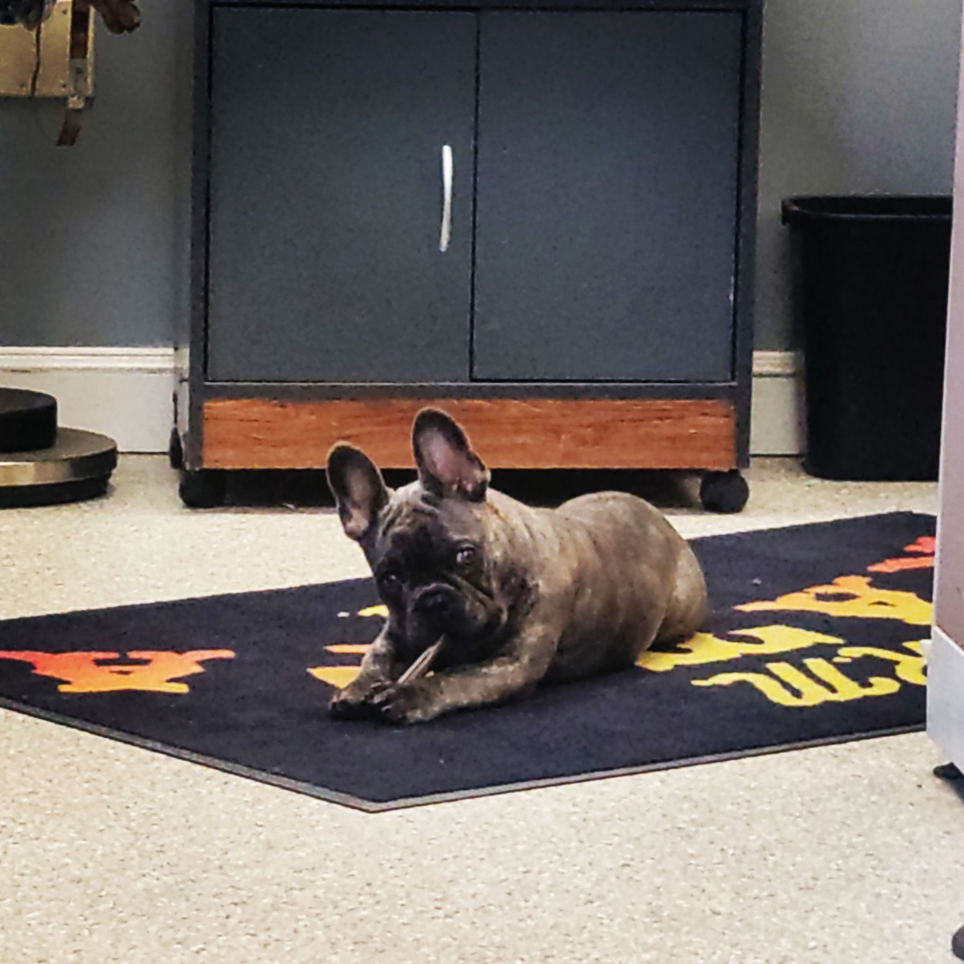 A brindle French Bulldog lies on a patterned rug, chewing on a treat in front of a dark cabinet.