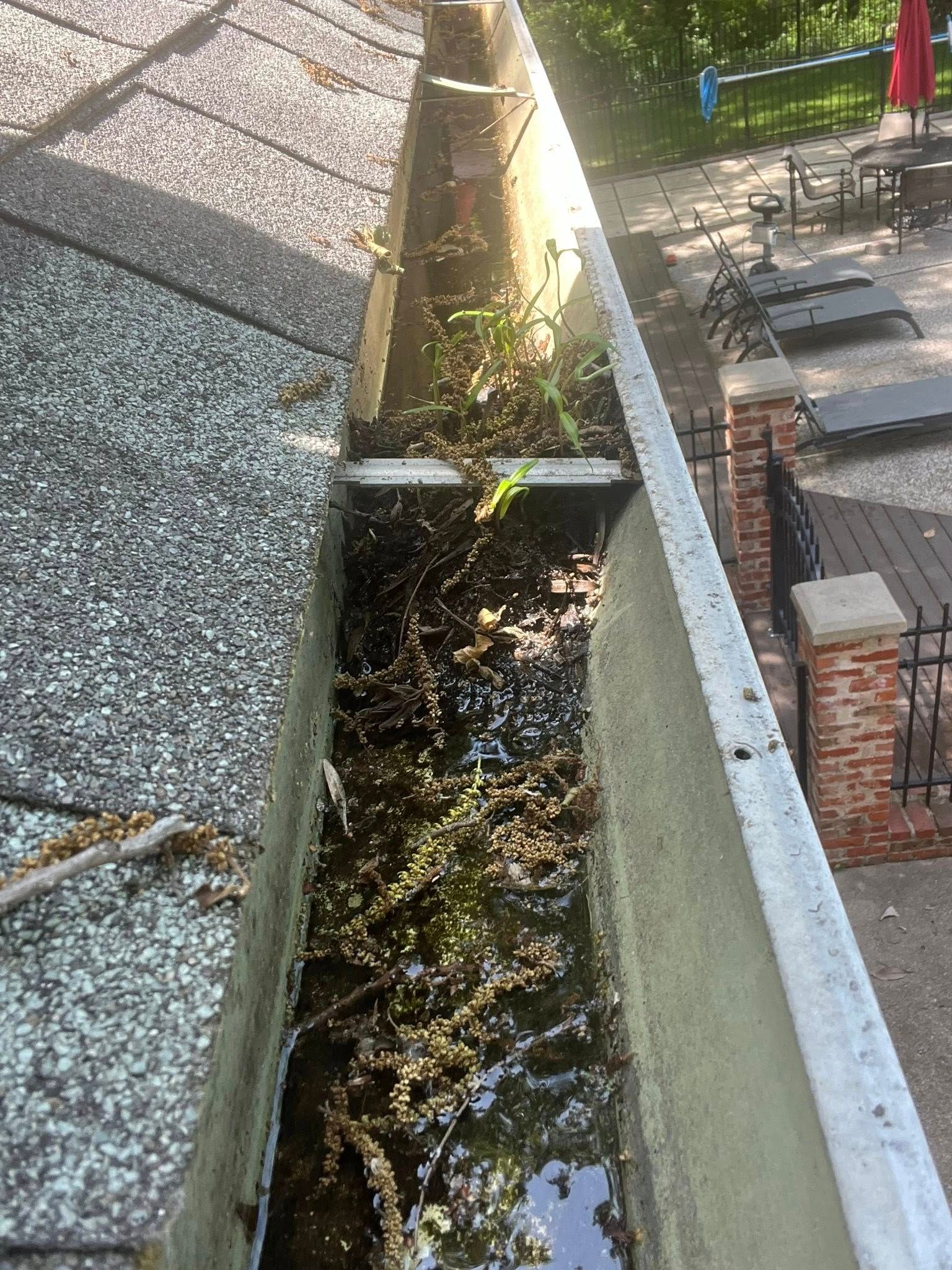An overflowing rain gutter filled with debris and standing water along a shingled roof edge.