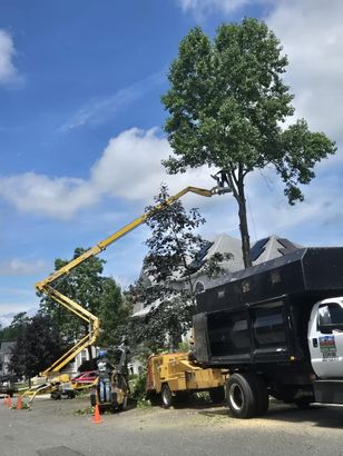 A crane is cutting a tree next to a dump truck