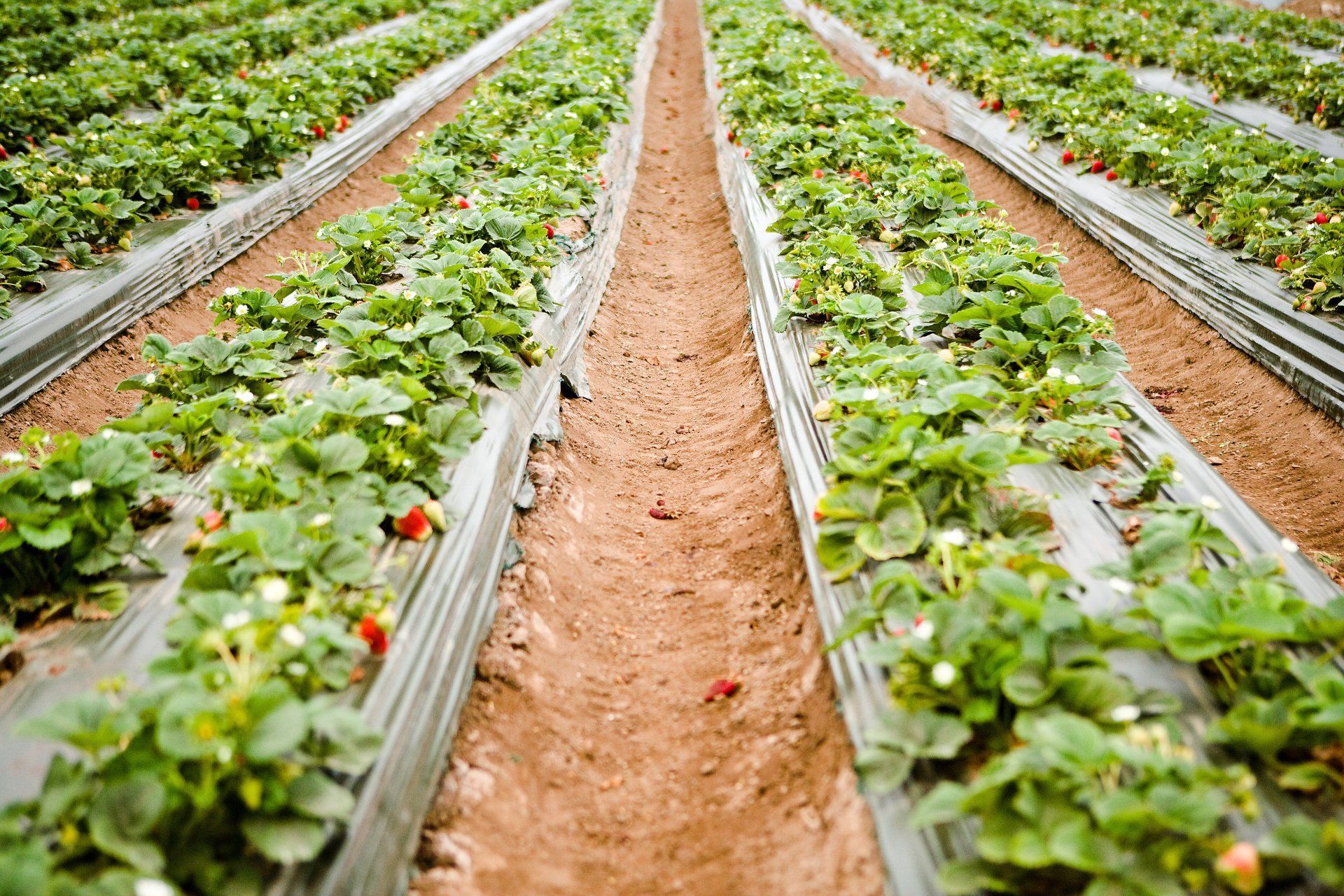 Rows of strawberry plants growing in a field, covered with plastic.