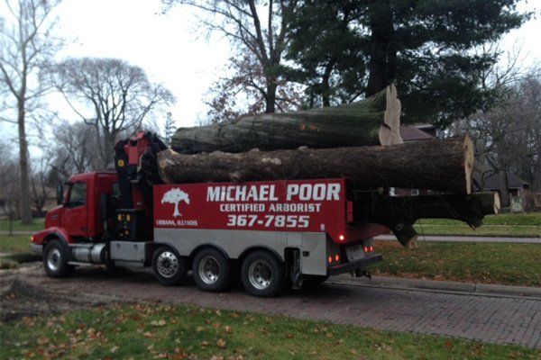 Ash Tree Removal