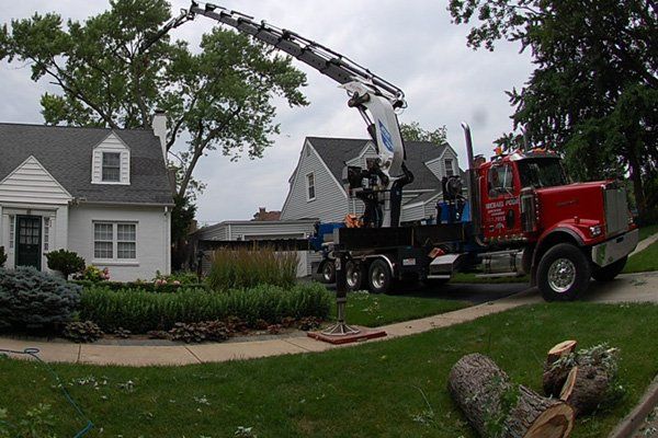 Tree Removal