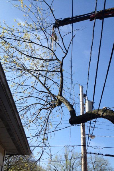 Tree Pruning Services