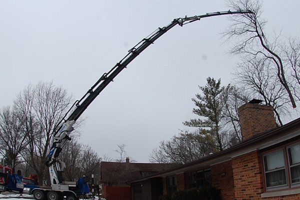 Tree Pruning Services