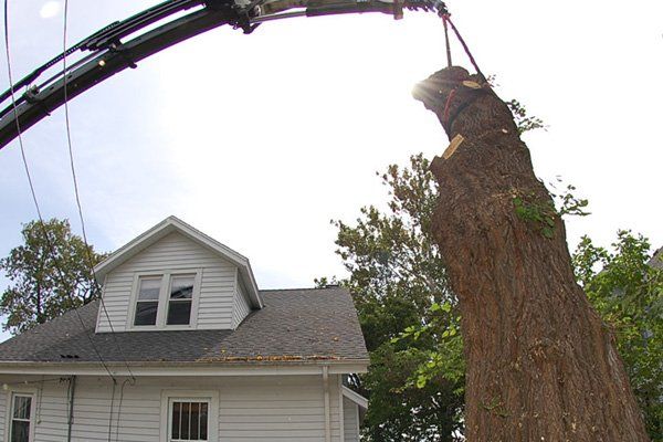 Tree Removal