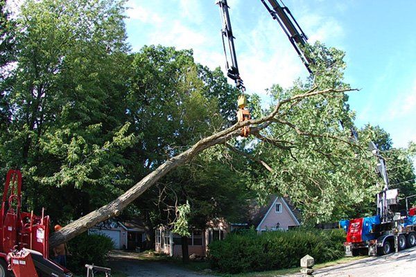 Tree Removal