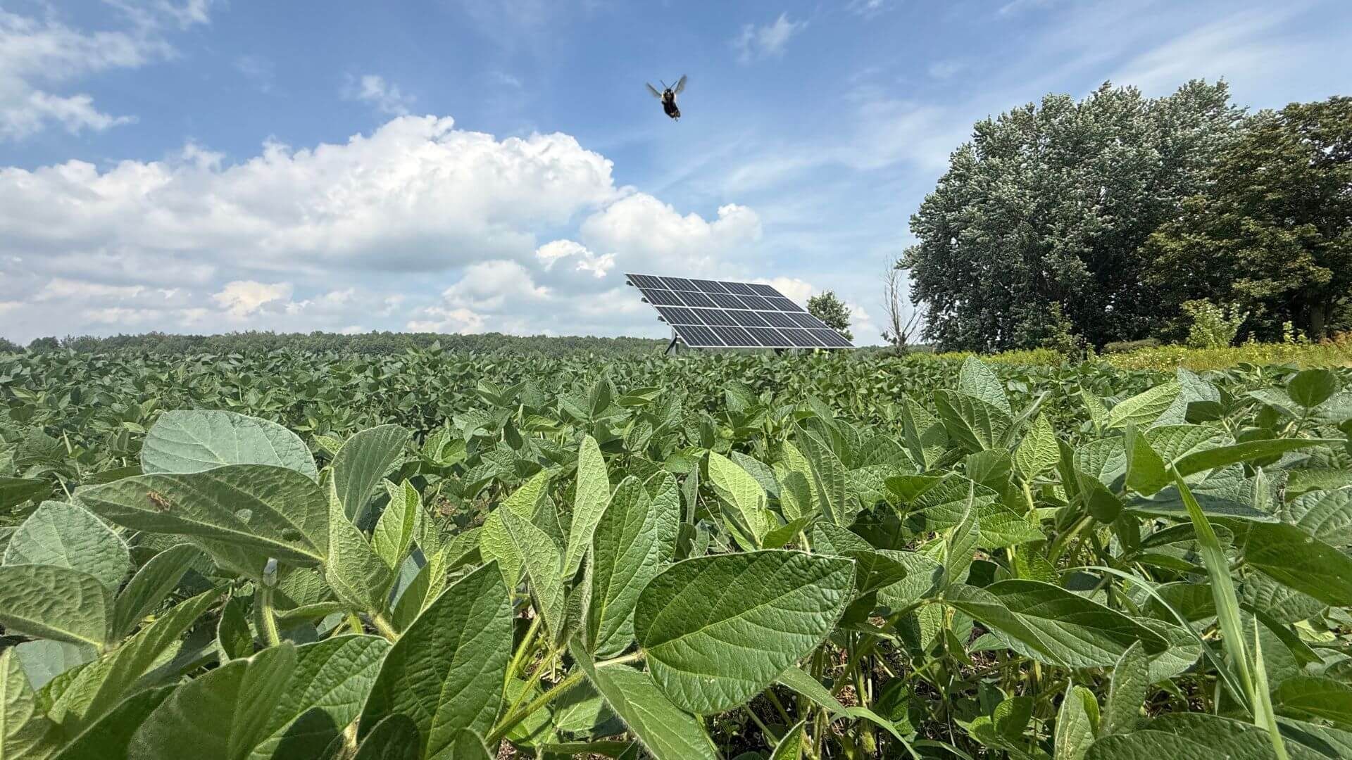 Image of Ground Mount Solar Array