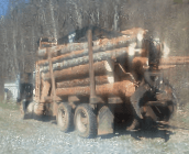 Timber trees in a truck