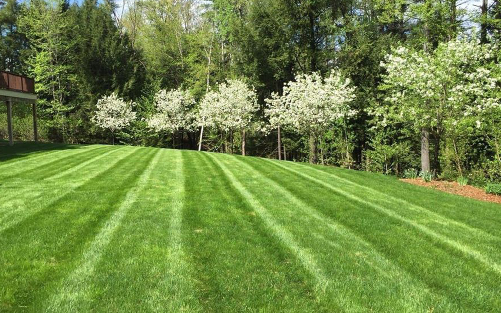 Beautiful lawn