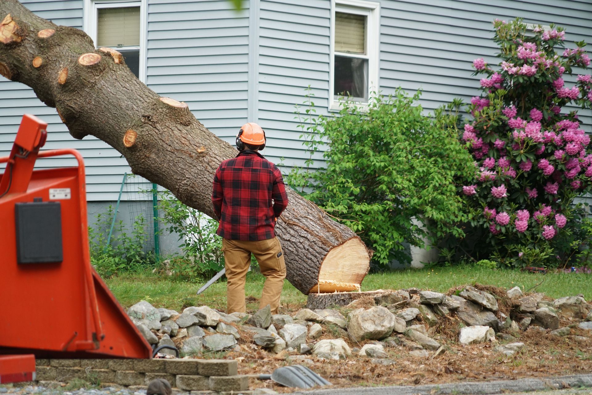 tree removal service