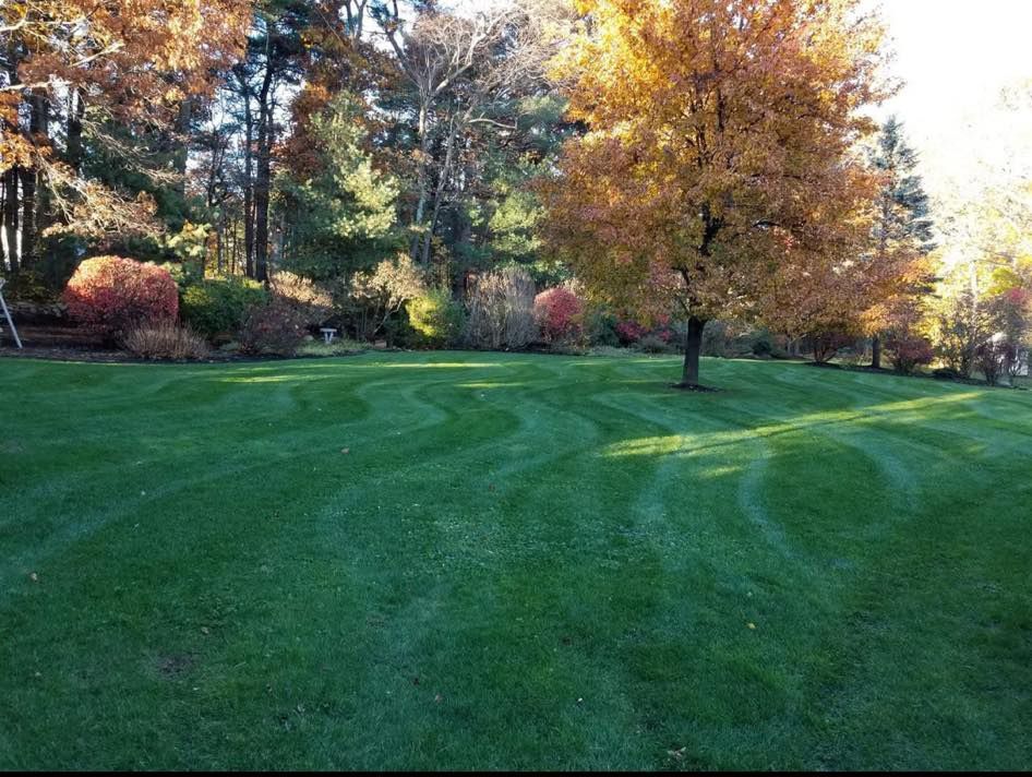 A lush green lawn with trees in the background