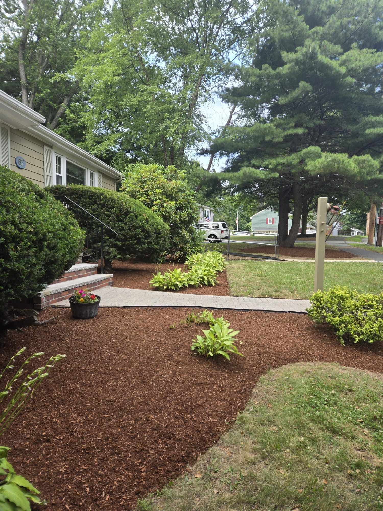 A tan house with a brick stoop, a concrete walkway, and mulch landscaping with bushes and a large pine tree in a yard.