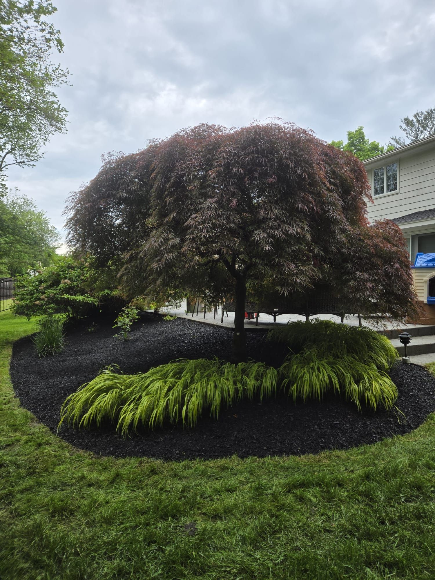 A large weeping Japanese maple with deep red leaves stands in a garden bed with bright green groundcover and black mulch.