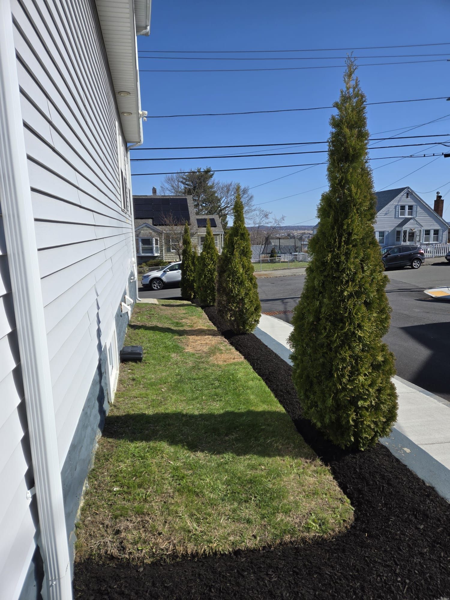 A line of thin evergreen trees stands in a mulched bed beside the white siding of a house on a sunny day.