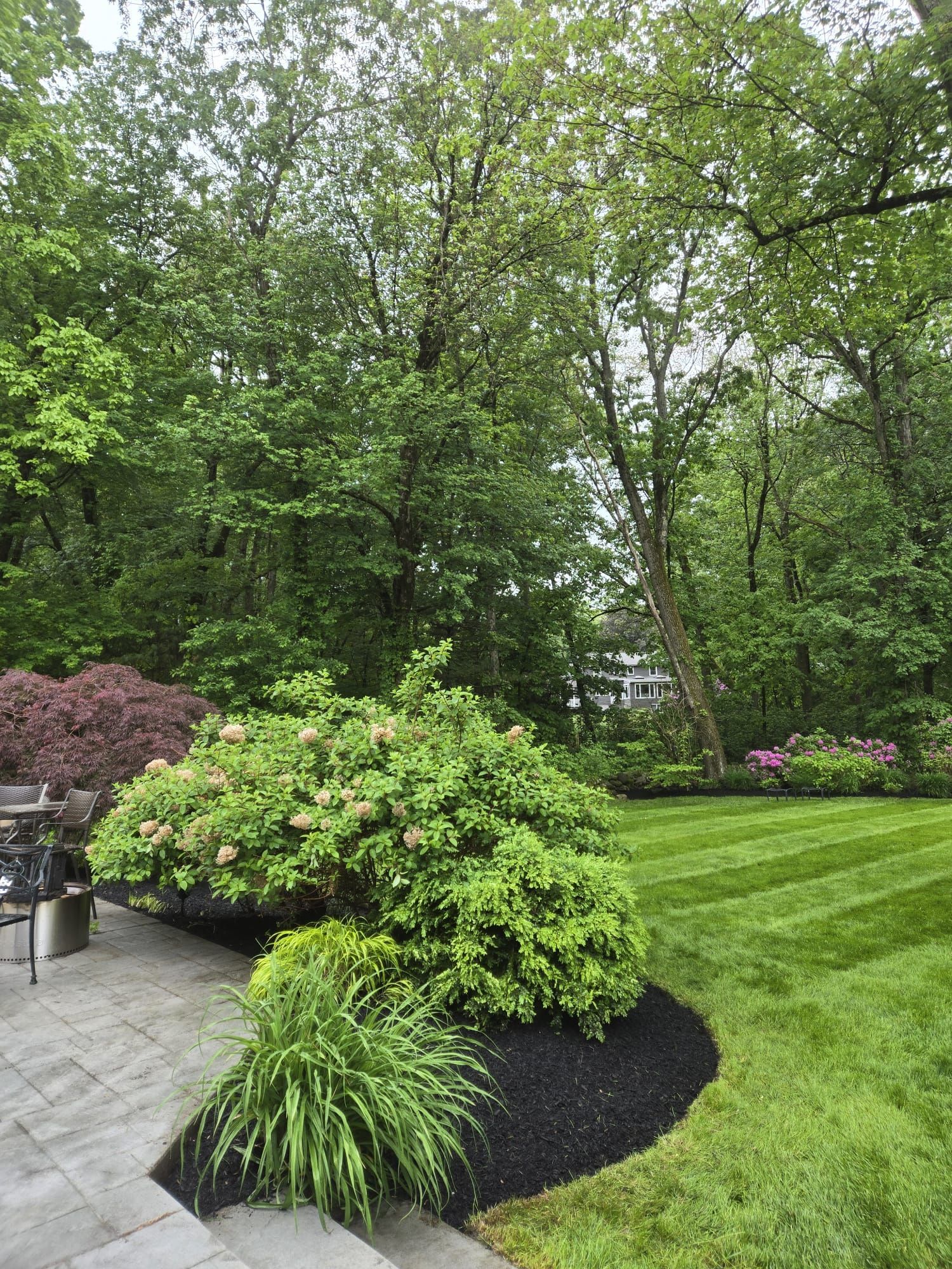 A landscaped backyard with a stone patio, lush green lawn with stripes, blooming hydrangeas, and tall forest trees.