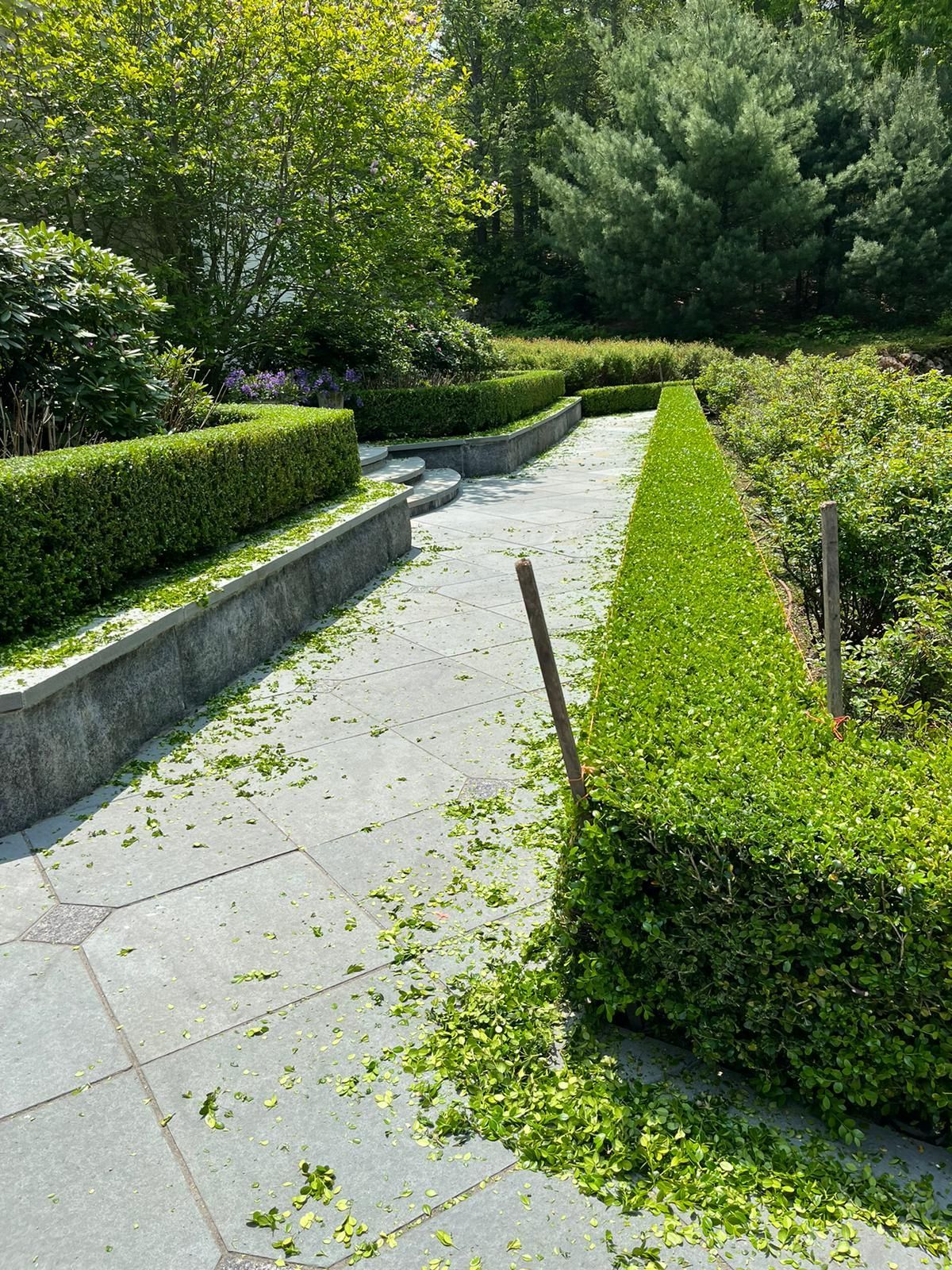 A paved garden path framed by manicured green hedges and stone walls, with scattered clippings on the ground.