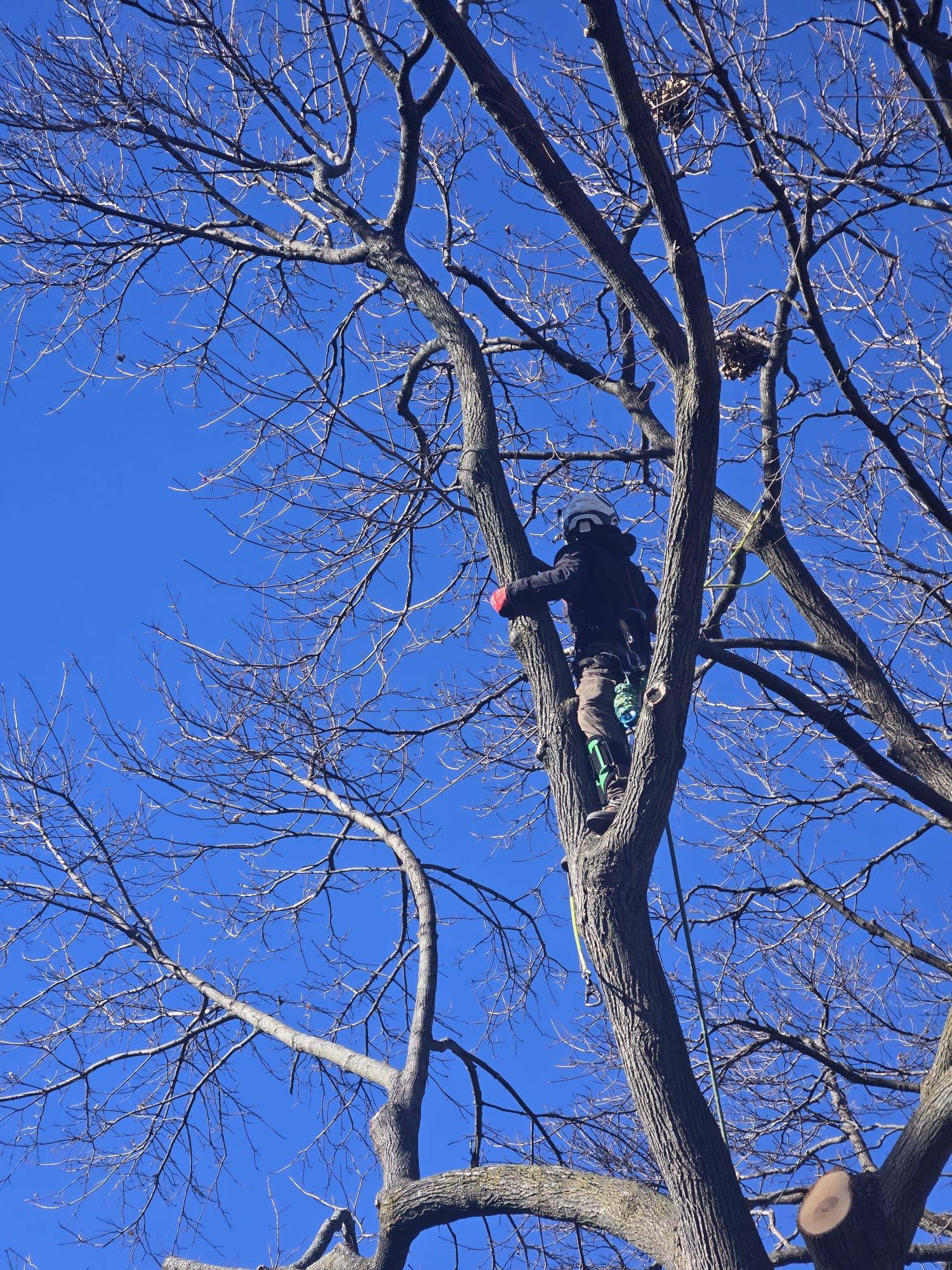 A person in dark clothing and a helmet climbs high into the bare branches of a tall tree against a clear blue sky.