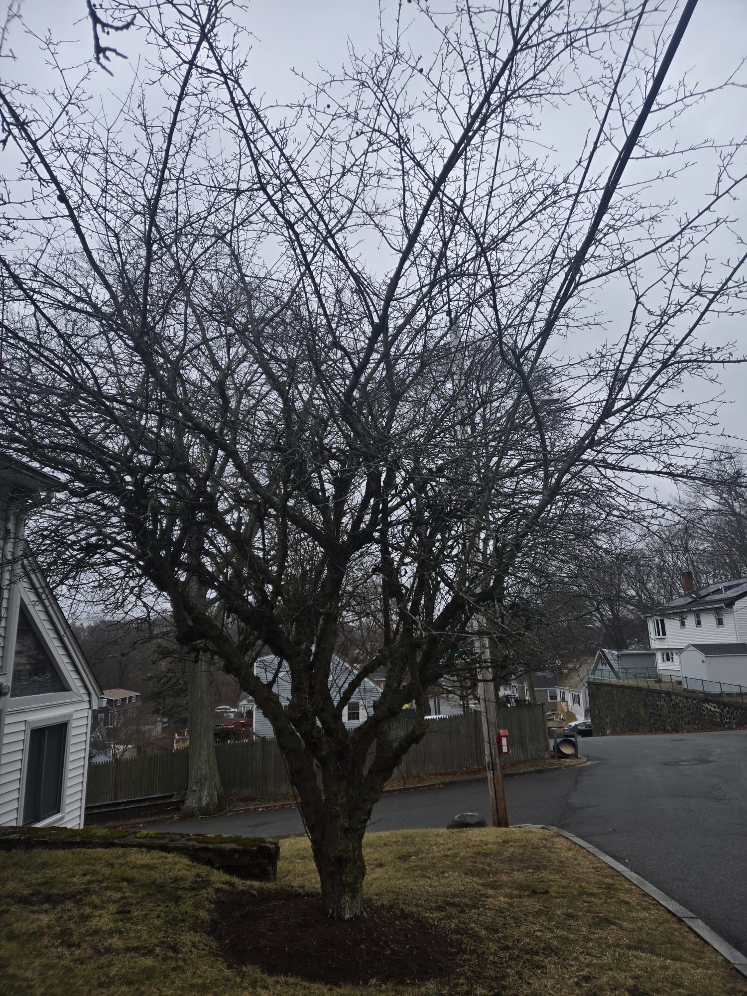 A bare, branched tree stands in a residential yard near a house, a fence, and a paved road under a cloudy, overcast sky.