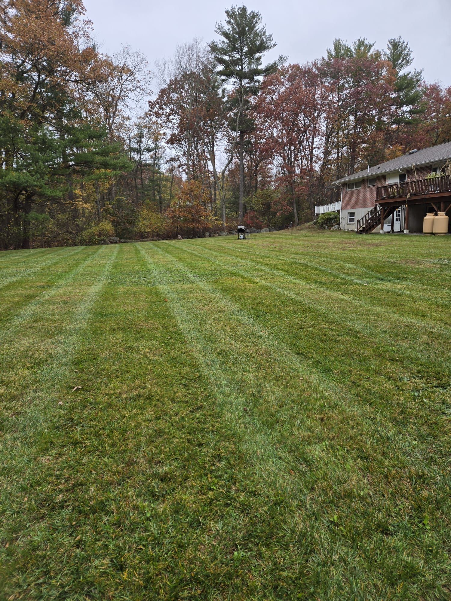 A grassy yard with light and dark stripes from recent mowing, bordered by autumn-colored trees and a house.