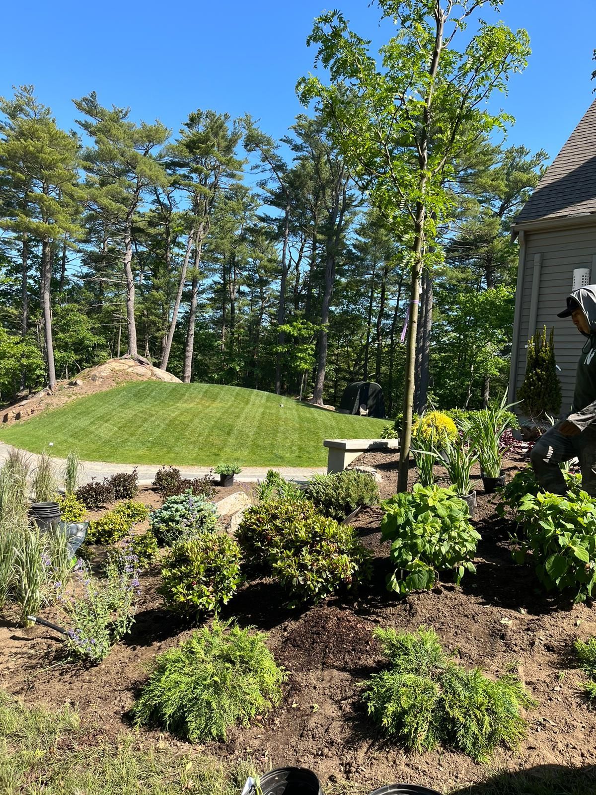 A person gardens in a mulched bed of shrubs beside a lawn and a tree-lined slope on a sunny day.