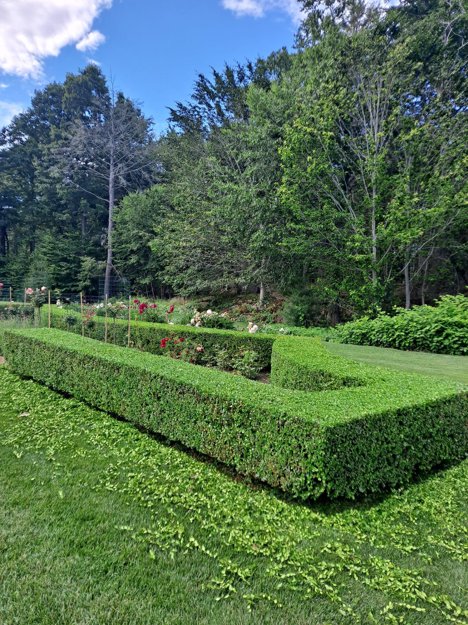 A rectangular manicured hedge surrounds a rose garden, with green grass and scattered trimmings on a sunny day.