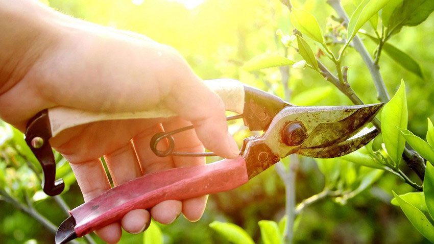 A close-up of a hand using red-handled pruning shears to trim a green plant in a bright, sunlit garden.