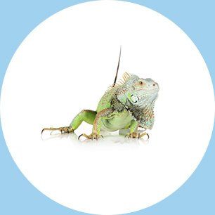 Baldy View Animal Hospital La Verne Ca