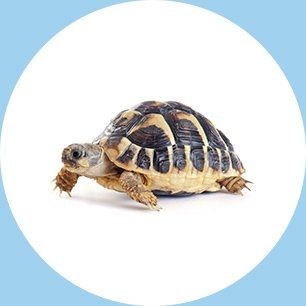 Baldy View Animal Hospital La Verne Ca