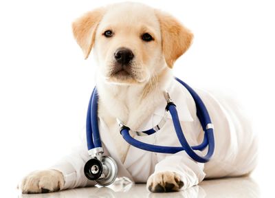 About Baldy View Animal Hospital La Verne Ca Veterinarian