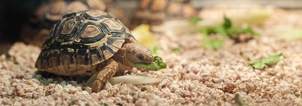 Baldy View Animal Hospital La Verne Ca