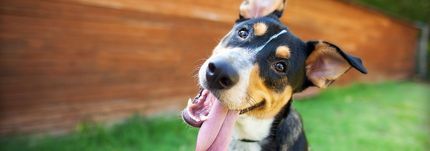 Baldy View Animal Hospital La Verne Ca