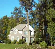 Trees in front of house