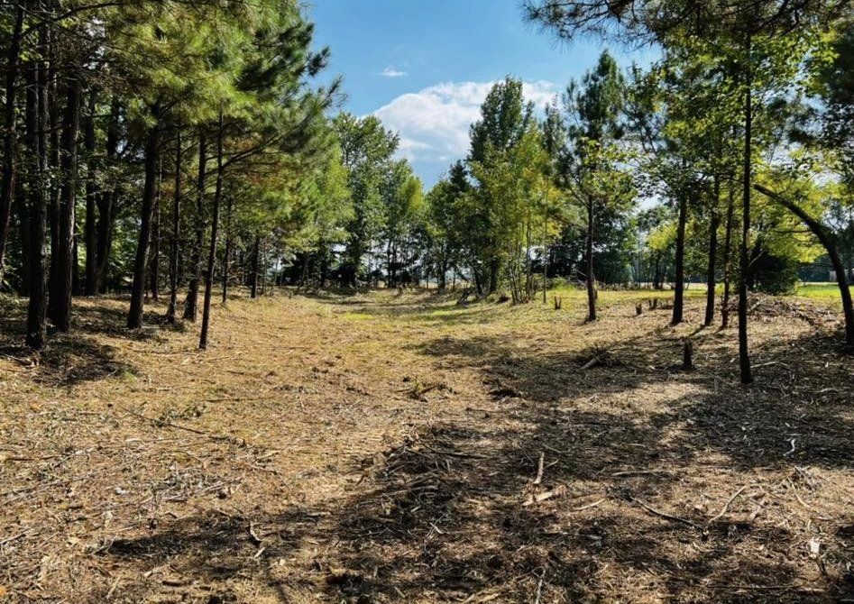 There is a lot of dirt in the middle of the forest.